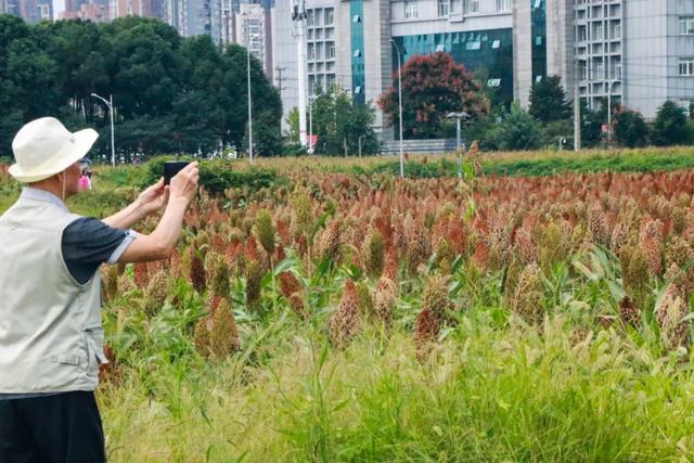 🧡秋日限定！郫都这片红高粱地超出片~