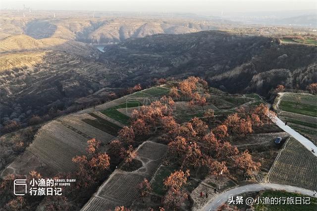 今冬顶流！陕西这片柿子林爆火出圈，美到封神！攻略来啦
