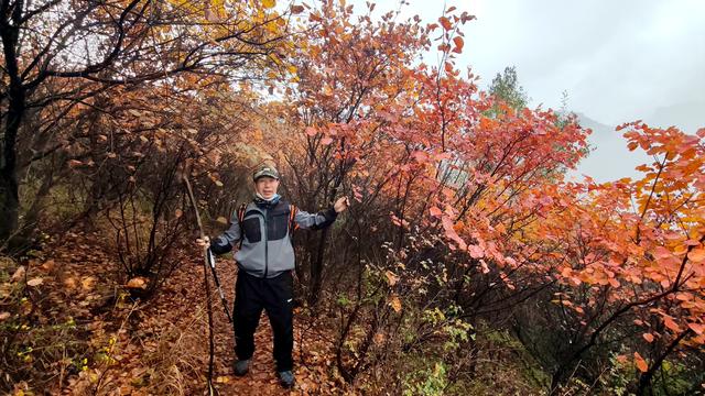 雾锁风挡山，红叶引客来