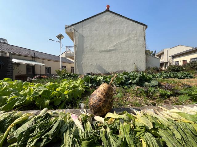 寻味武汉：一站式发掘黄陂宝藏风物，糯米灌肥肠、麦酱与脉地湾