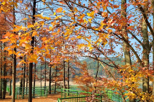 绍兴新昌这处风景少有人来，却是宝藏型桃源秘境，红杉林美不胜收