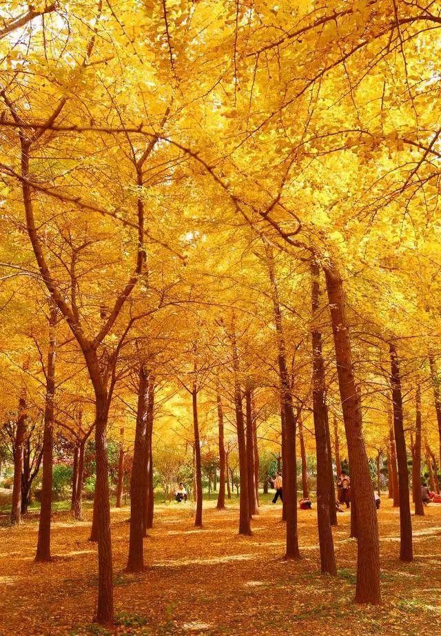 生为山东「银」，何其有「杏」！