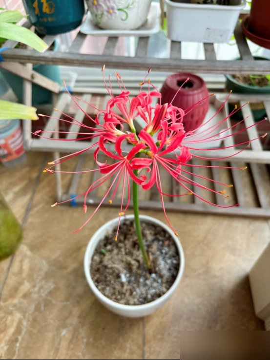 阴花不能进阳宅！这5种花“打死”也不养，家里若有？快挪走！