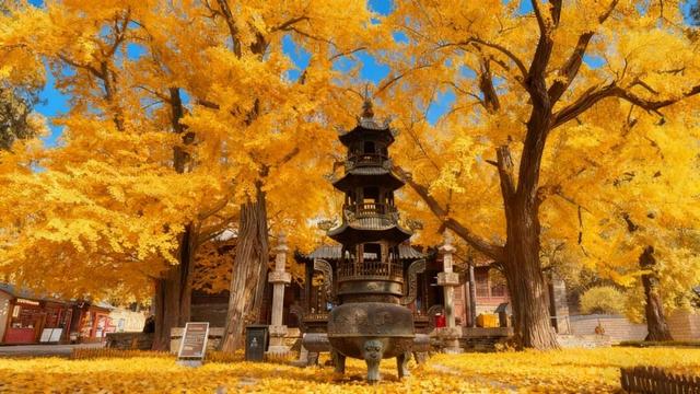 领取限定“杏”运！抓紧来看金色山东