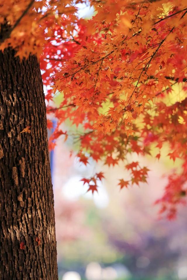 每天早上人气爆棚！就在日照这里！