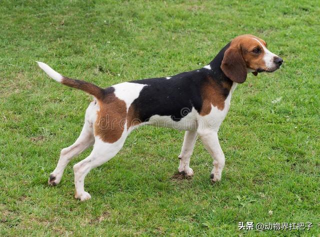 挑战每天认识一种狗——今日猎兔犬