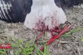 央视曝光摄影爱好者滥用无人机拍摄鸟类，东方白鹳被无人机绞断双腿图片