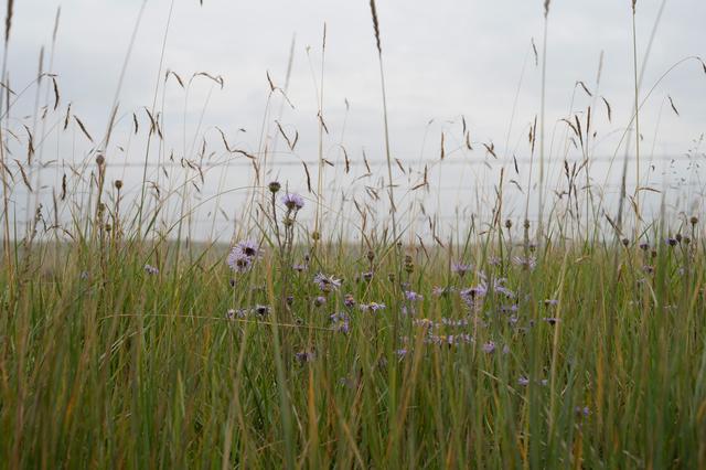 张掖山丹马场——祁连山脚下的大草原