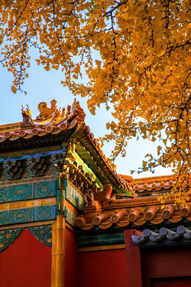 曾经是故宫最冷门的宫殿，而如今因为秋天的银杏，让这里充满生机
