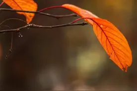 经历风雨，体会四季的流转，才能感受到生命带来的一切美好图片