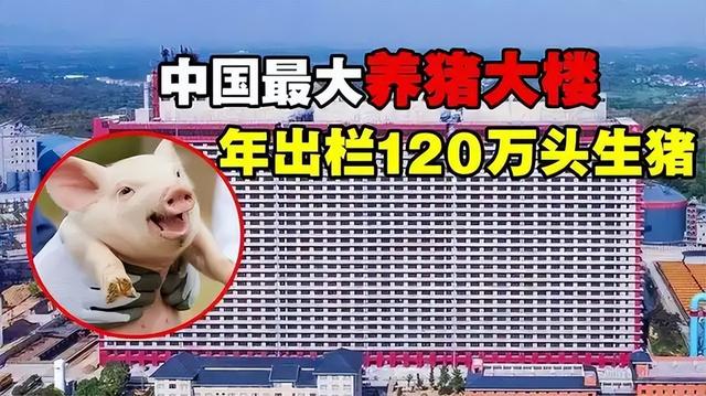 中国养猪最多，为啥本土猪快灭绝？问题出在“外来猪”身上