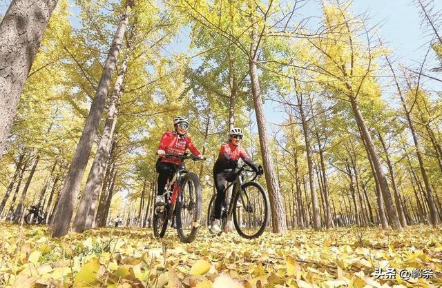 美在邯郸丨曲周县千亩银杏林迎来最佳观赏季——千蝶化作一城金