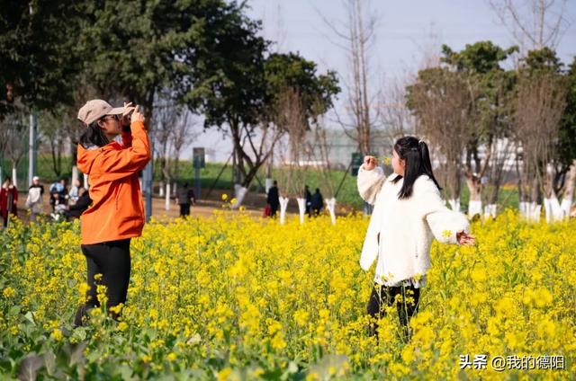 是真的！德阳第一波油菜花开了！在这里→