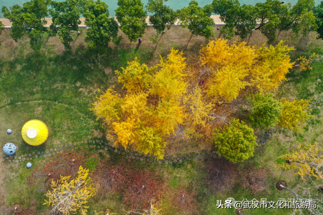芦花不够看？江滩的银杏已经美疯了！