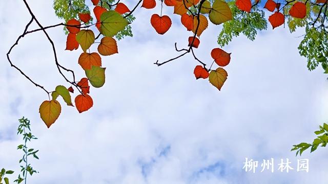 柳州市雀儿山“红”了！