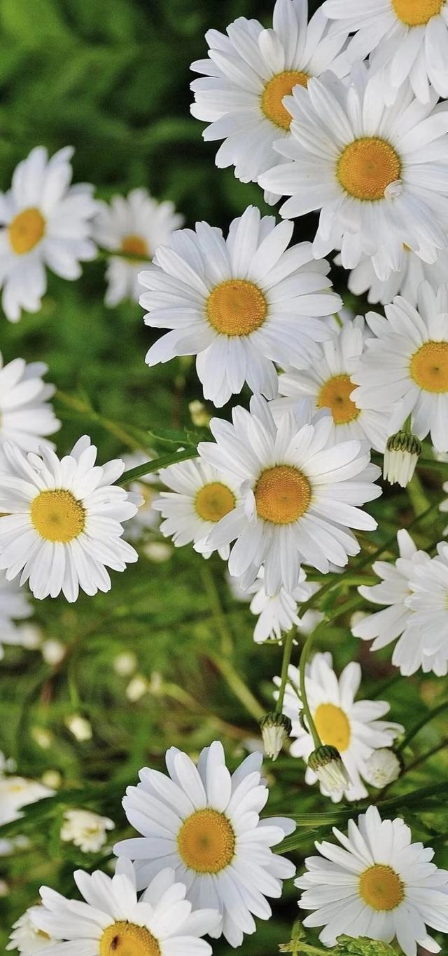 #治愈系风景 #美景 #风景画