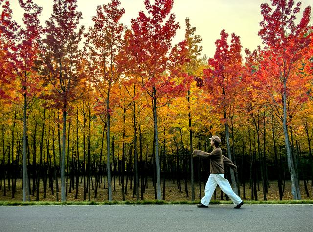 一眼沦陷！快去这片枫林秘境打卡最美秋天