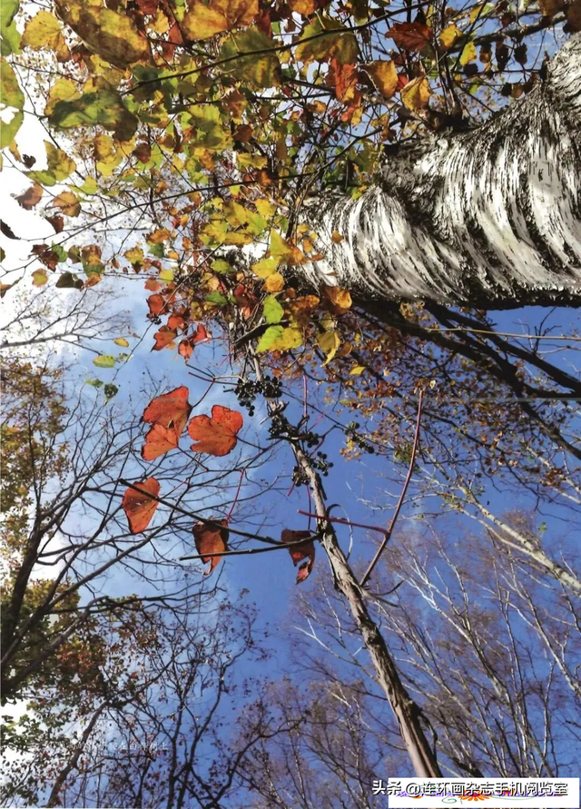 《青山草木》页选03