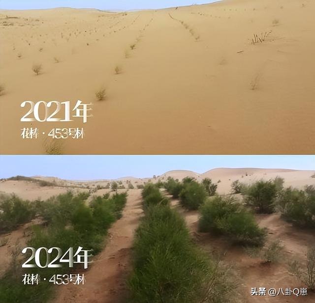 马云时隔6年现身蚂蚁森林，目前已种下6亿棵树，马云开心和树比高