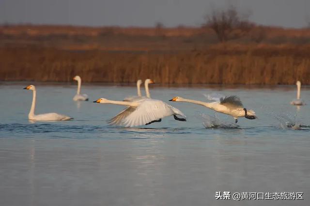【黄河口生态旅游区】这里不止有“鸟浪” ！