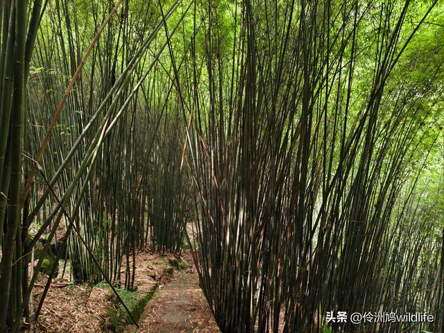 成都徒步（69）·彭州篇⑯法藏寺环线（桥断未走通）