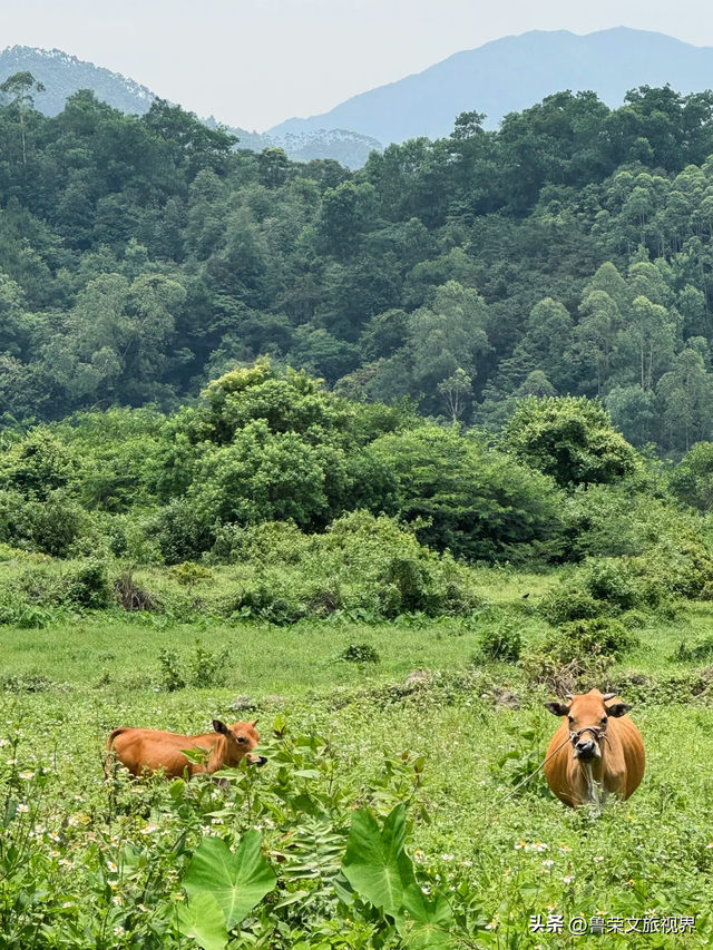 隐匿在广东的冬日秘境：恩平，一座20℃暖冬里的温柔小城
