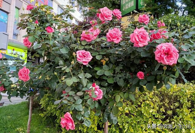 奔向雪域高原，滇藏行一:从钦州到昆明，再到楚雄