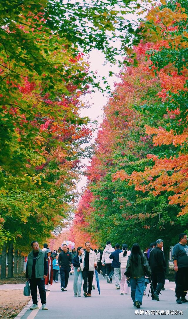 层林尽染，西海岸“枫”景如画！