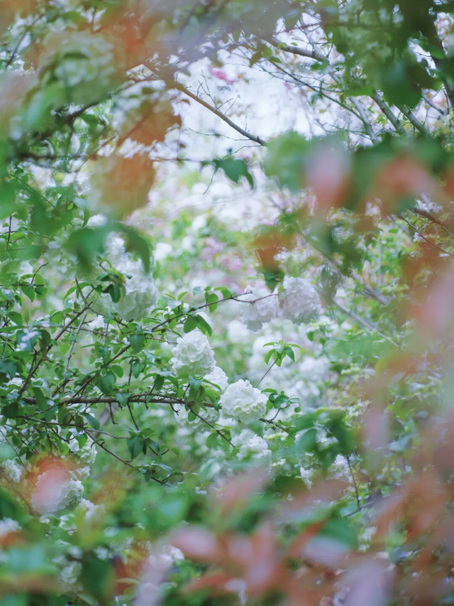 藏不住了！萧山的春天，美到犯规！