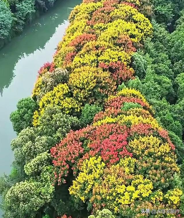 成都超级冷门花，今年流光溢彩，你过去几个，地铁公交车直达！