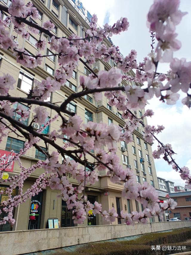 春雨润新园，繁花赴春约 ，在繁花满枝的春日里，遇见最好的自己
