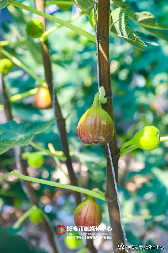 秋天的第一口甜,何必远方?临夏市大庄村的“养颜果”甜到心坎里~