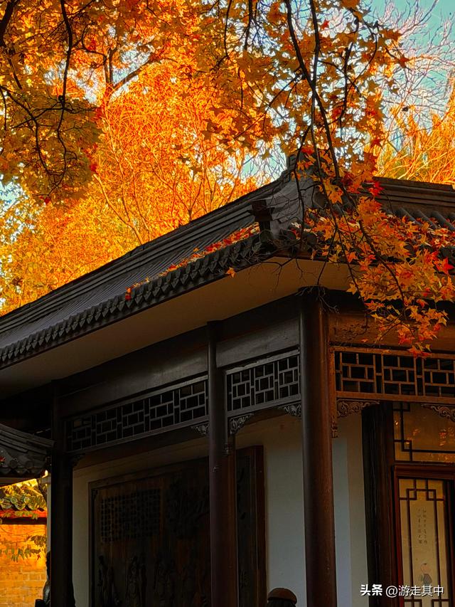 11月9日实拍！没人说地坛红叶这么好看啊…