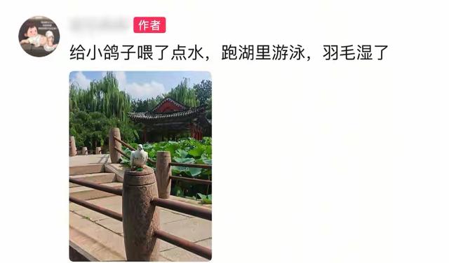 8万和平鸽放飞走失数十只后续：走失原因曝光挺特殊，网友立大功