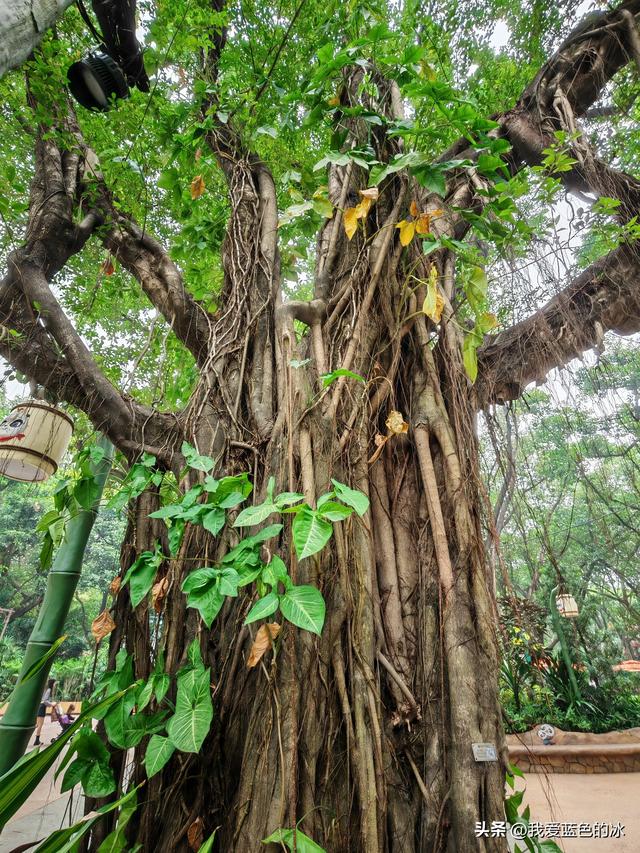 参观广州长隆野生动物园，全程感觉眼累手累腿不累