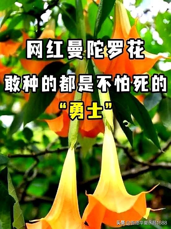 阴花不能进阳宅。这5种花“打死”也不养，家里若有？快挪走！