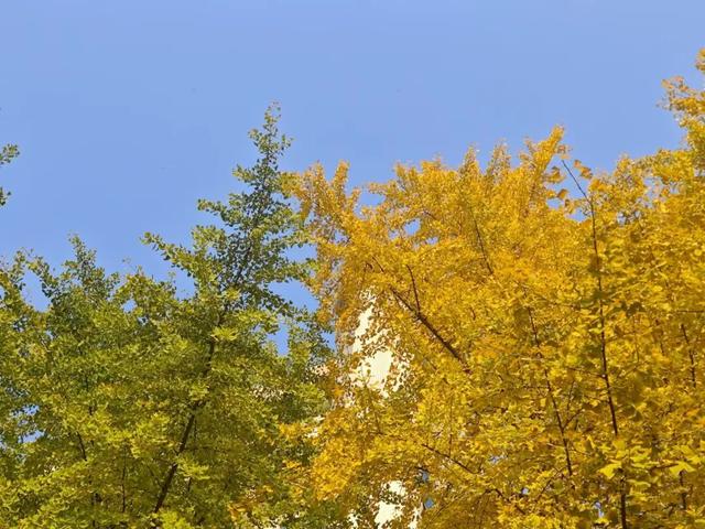 成都银杏即将进入最佳观赏期！2025银杏观叶指数新发布→