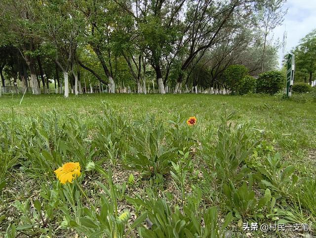 公园绿树成荫，路边花草芬芳，行人休闲漫步，享受快乐时光