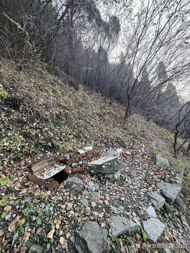 游赏过九鼎山后，我又跑到一户院里“强买”了大爷种在路边的白菜