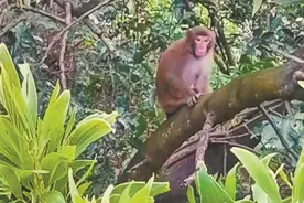 武汉一森林公园公告出售20只猕猴！最低3000元一只图片