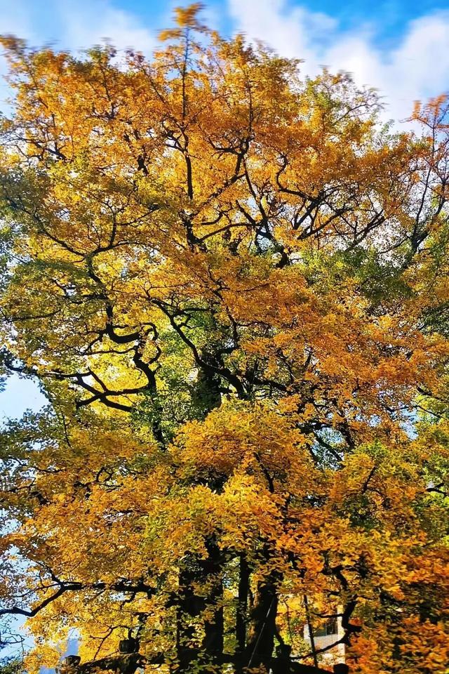 黄山初冬,打翻调色盘的绝美限定 | 皖美冬日