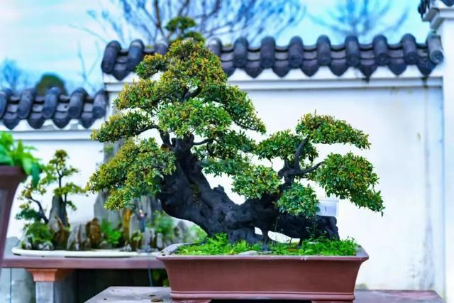 观世运 游温江 | 来温江必打卡的10件事！