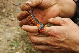 当您被蜈蚣咬到后怎么办？图片