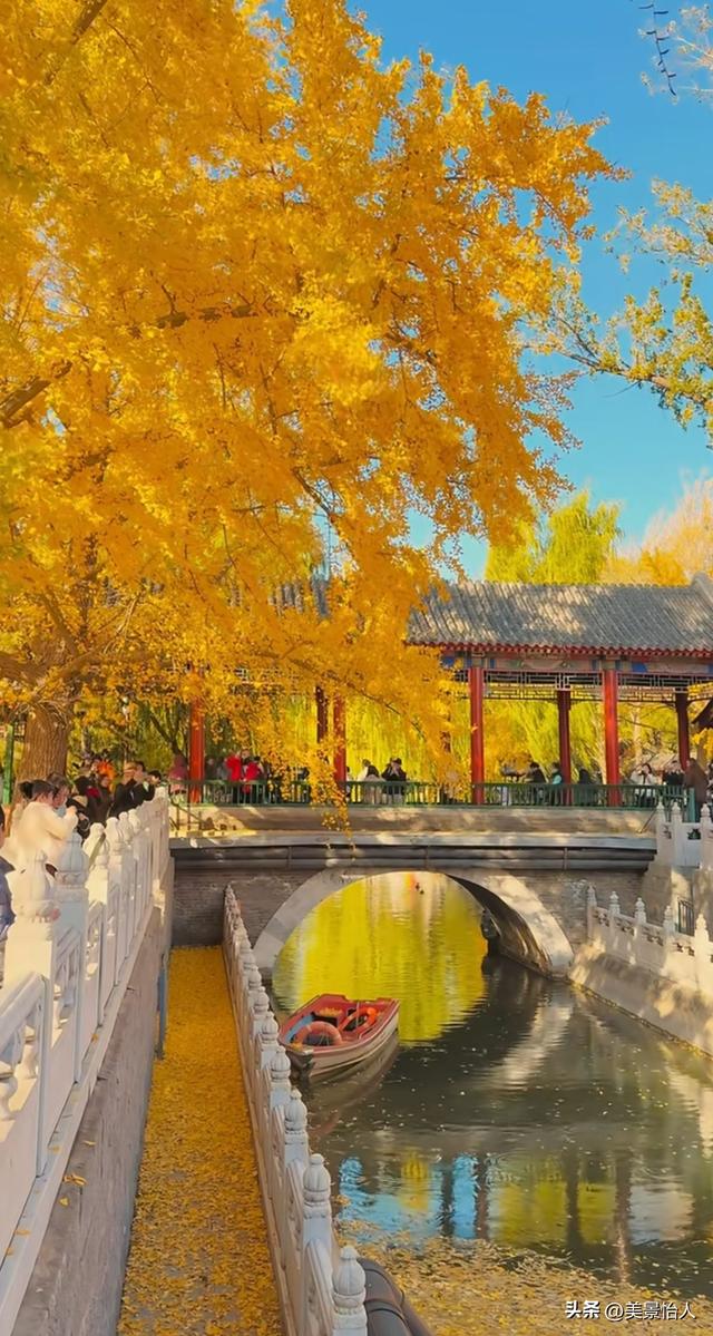 11.9实拍🍂北京金色银杏雨杀疯了！