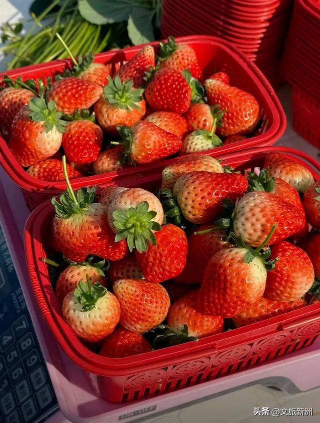 冬日“甜妹”C位出道!新洲草莓采摘指南来啦~