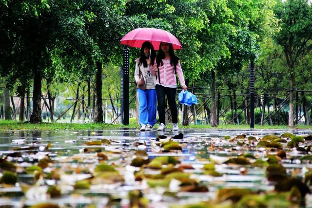 初秋雨中的景让人朦胧迷离，丝丝凉意掠过心田，别样滋味涌上心头