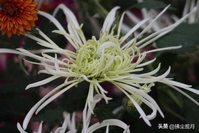 小区里的“菊展”，家门口的美景