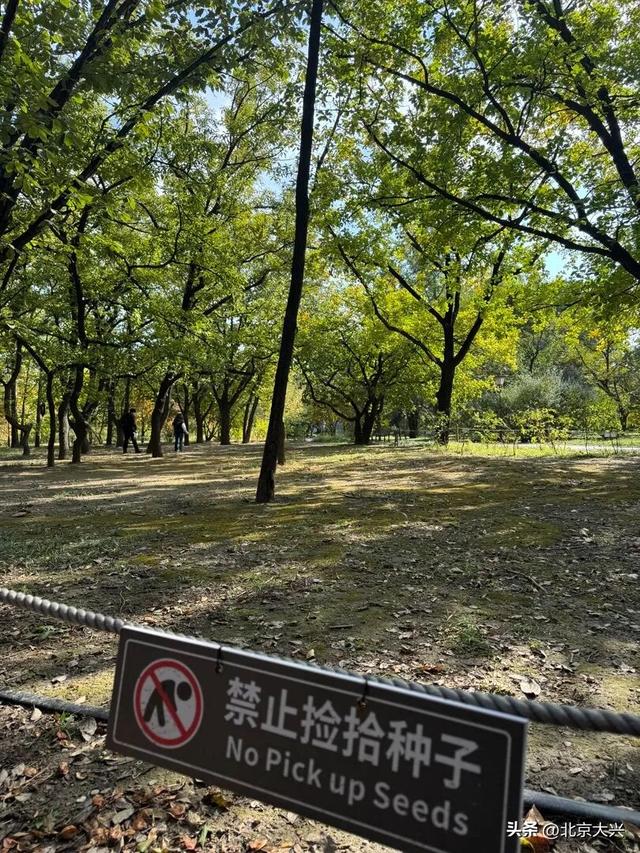 去趟天坛，捡了十几斤核桃……“暴力式”捡秋，“进货式”捡秋……煞风景！