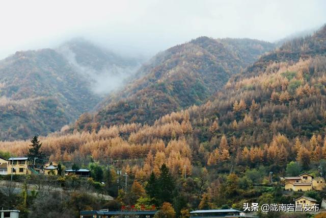 秋辞官鹅：一季斑斓入岁华