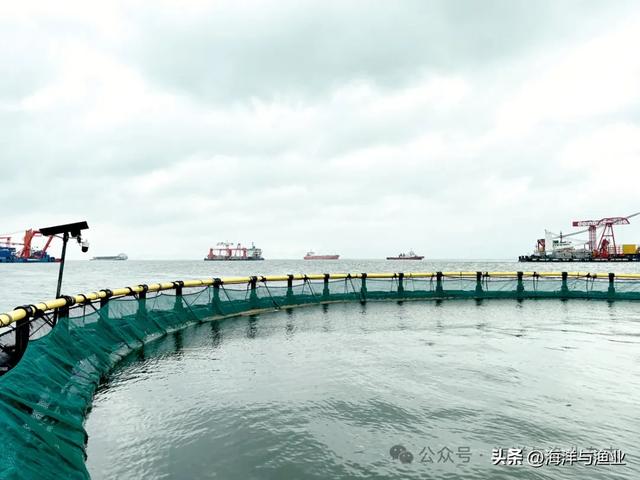 湛江花胶多少钱一斤 湛江花胶产地在哪